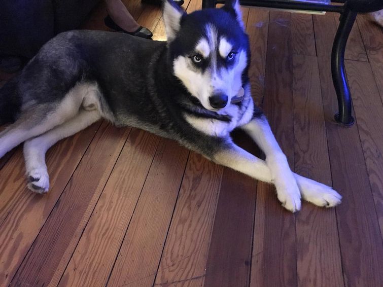 недовольные животные, разочарованные животные, животные с недовольным взглядом