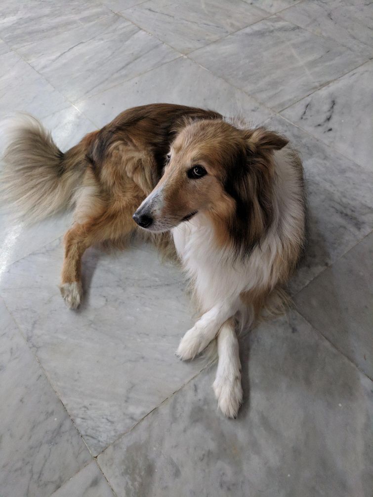 недовольные животные, разочарованные животные, животные с недовольным взглядом