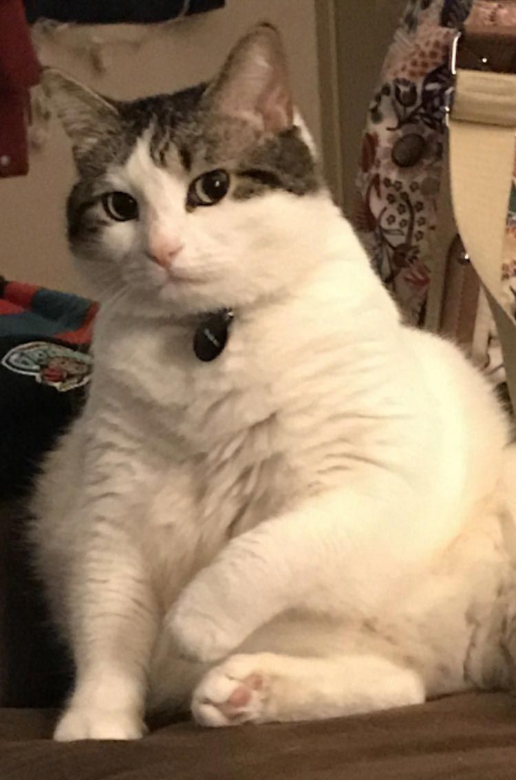 недовольные животные, разочарованные животные, животные с недовольным взглядом