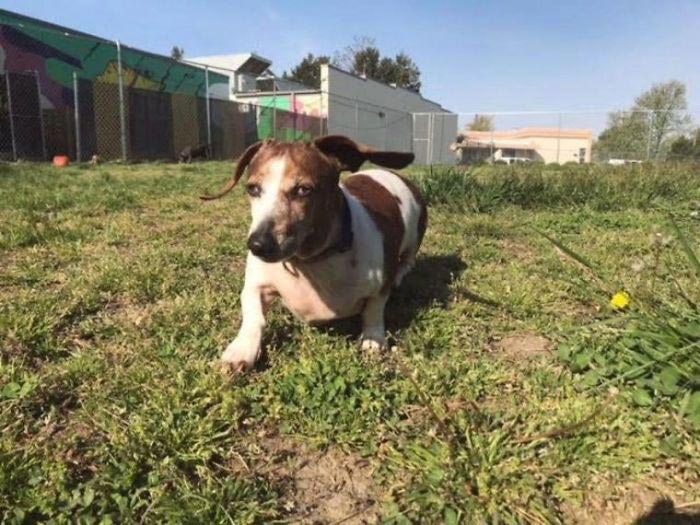 Слепая такса и её друг питбуль воссоединились, такса О Джей и питбуль Блу Дозер