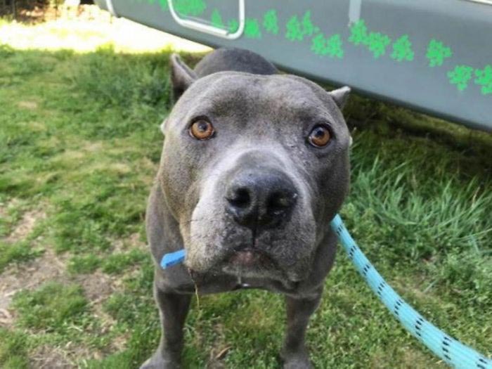 Слепая такса и её друг питбуль воссоединились, такса О Джей и питбуль Блу Дозер