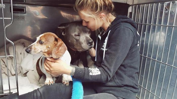 Слепая такса и её друг питбуль воссоединились, такса О Джей и питбуль Блу Дозер