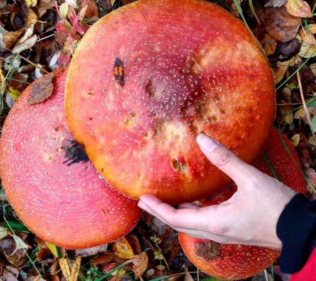 20 удивительных вещей, которые можно увидеть лишь раз в жизни вещи увидеть раз в жизни, поразительные вещи, удивительные вещи