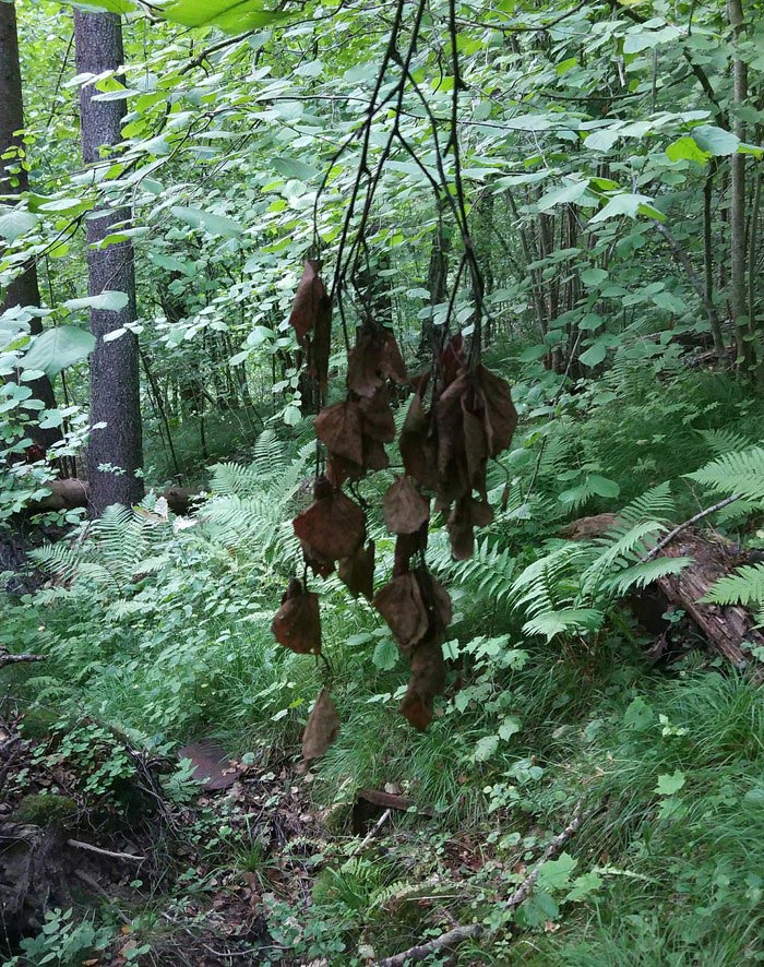 Вы тоже видите, что кто-то повесился в лесу? Но это не то, чем кажется кто-то повесился в лесу, кажется кто-то повесился в лесу, листья в лесу кто-то повесился, жуткое фото в лесу