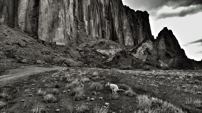 «Pooping Pooches 2019», календарь какающих собак 