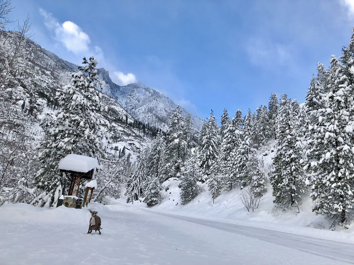 «Pooping Pooches 2019», календарь какающих собак 