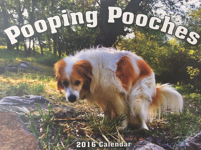 «Pooping Pooches 2019», календарь какающих собак 