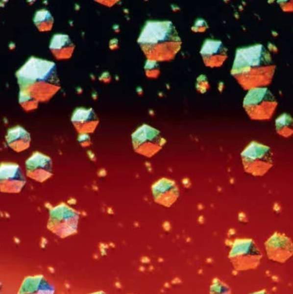 тело человека под микроскопом, части тела человека под микроскопом, язык под микроскопом