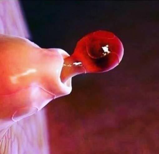 тело человека под микроскопом, части тела человека под микроскопом, язык под микроскопом