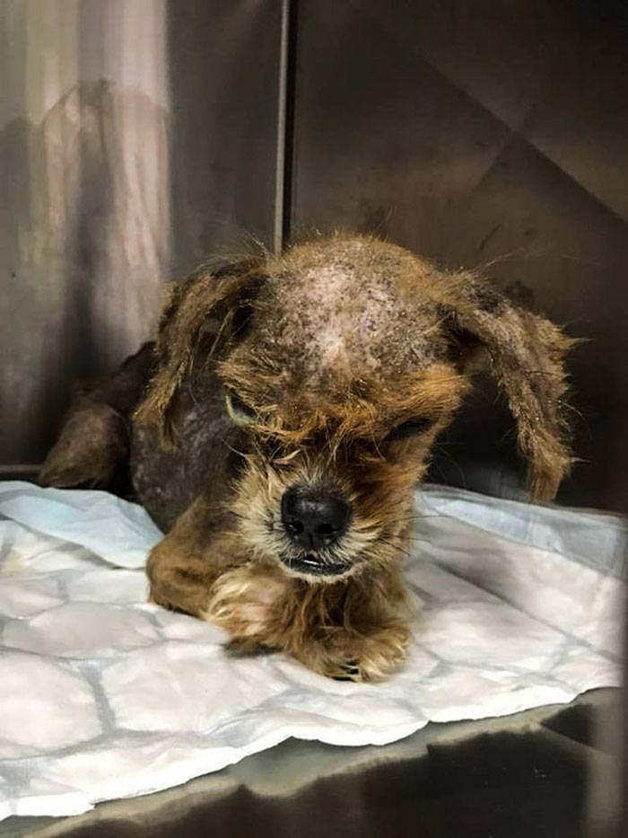 собака фродо, собака изменилась за 8 месяцев