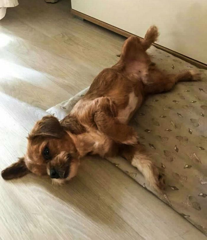 собака фродо, собака изменилась за 8 месяцев