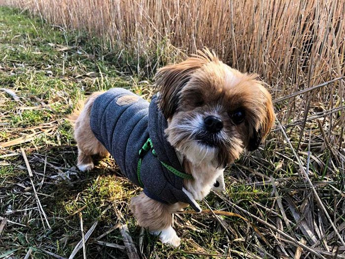 собака фродо, собака изменилась за 8 месяцев