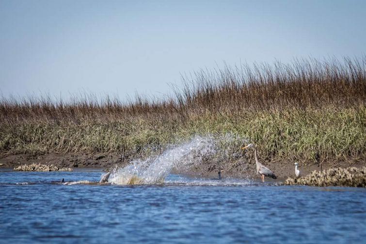 смешные животные, животные придурки, животные засранцы, смешные фото животных