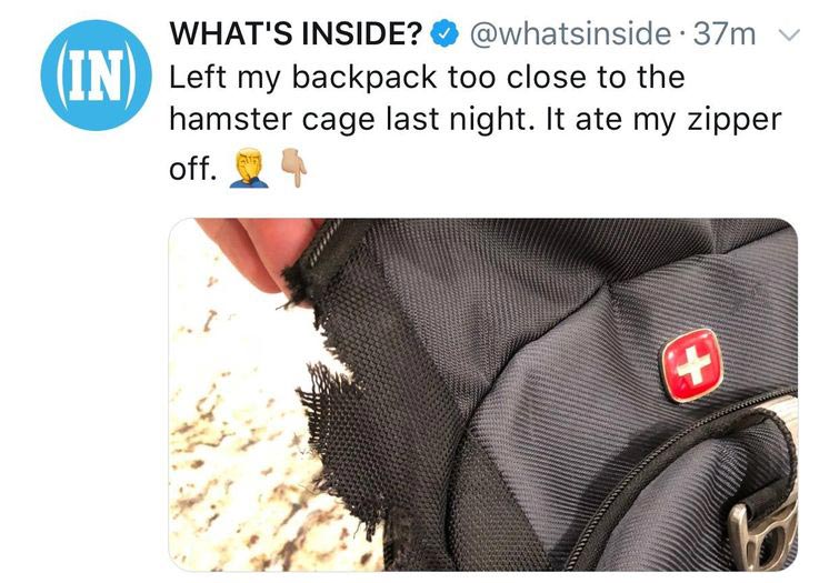 смешные животные, животные придурки, животные засранцы, смешные фото животных