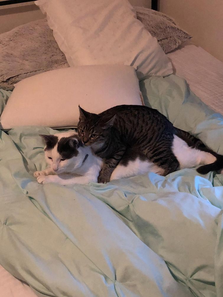 смешные животные, животные придурки, животные засранцы, смешные фото животных