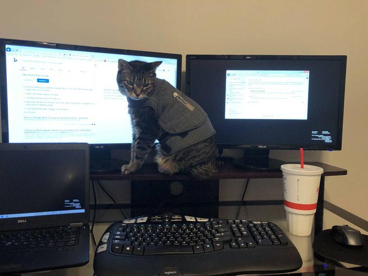 смешные животные, животные придурки, животные засранцы, смешные фото животных