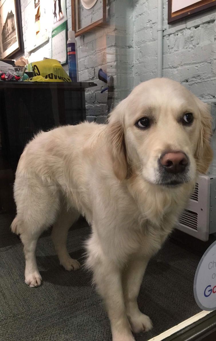 смешные животные, животные придурки, животные засранцы, смешные фото животных