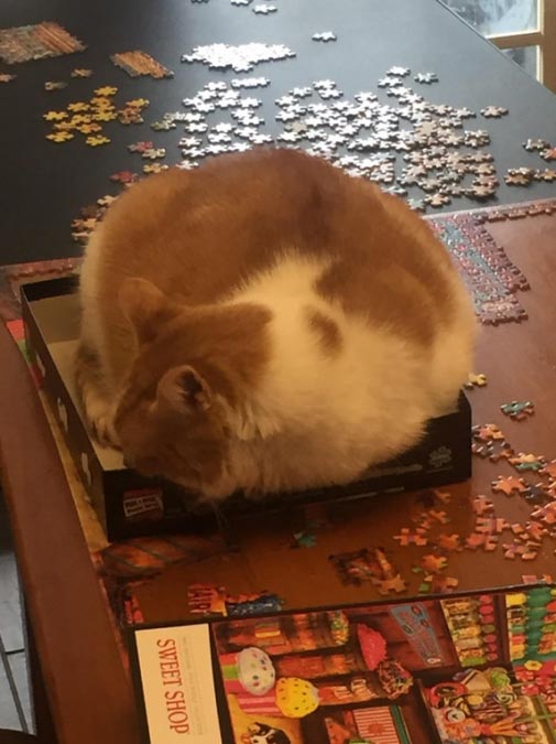 смешные животные, животные придурки, животные засранцы, смешные фото животных