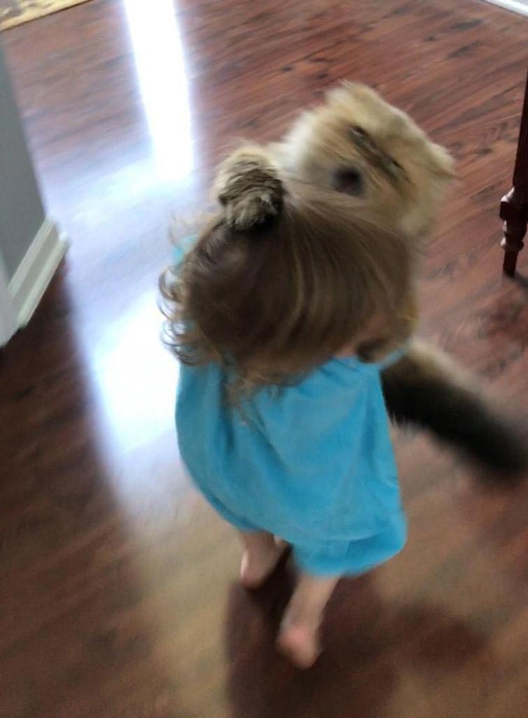 смешные животные, животные придурки, животные засранцы, смешные фото животных