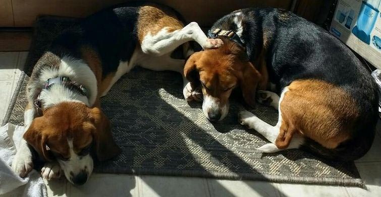 смешные животные, животные придурки, животные засранцы, смешные фото животных