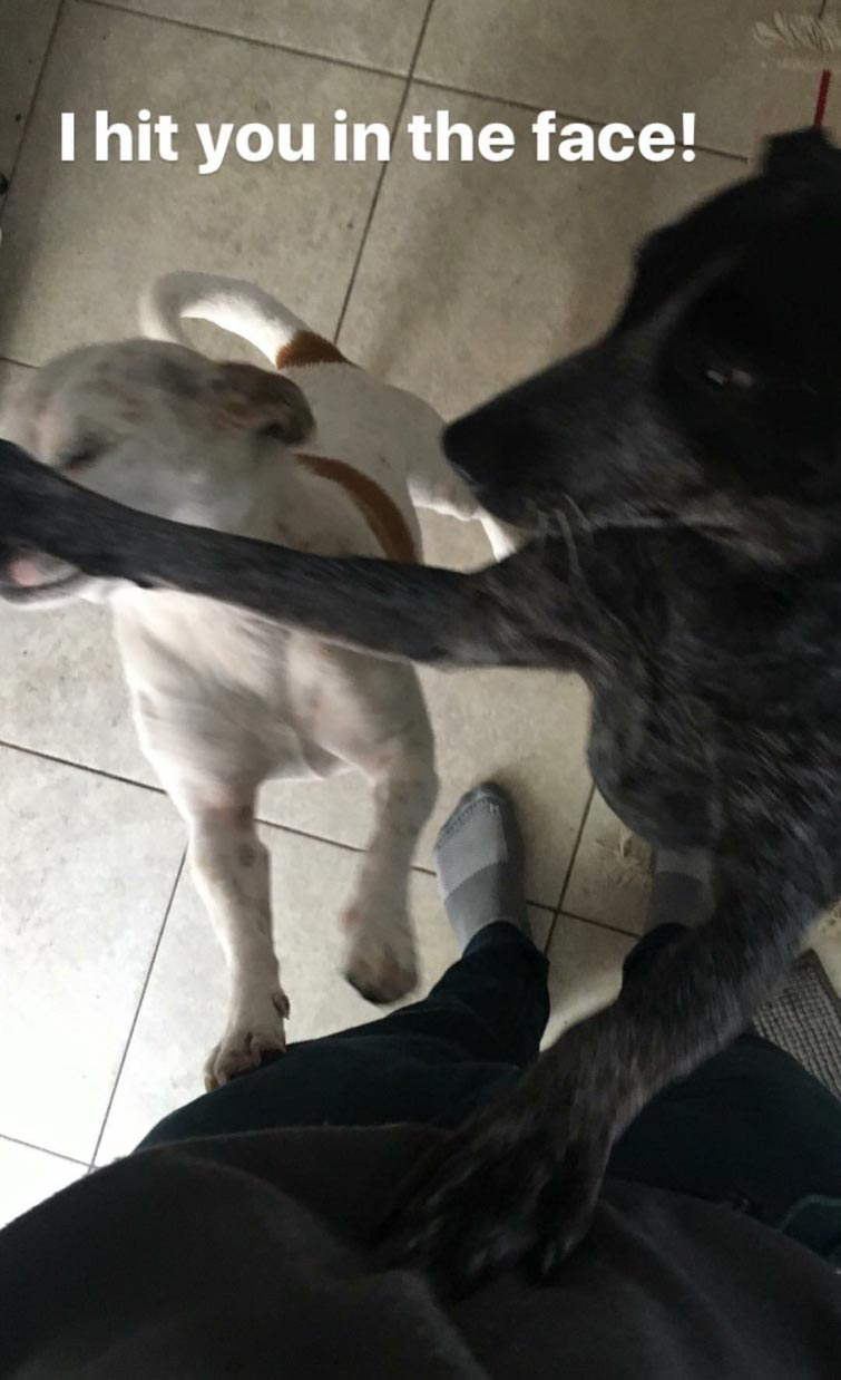 смешные животные, животные придурки, животные засранцы, смешные фото животных