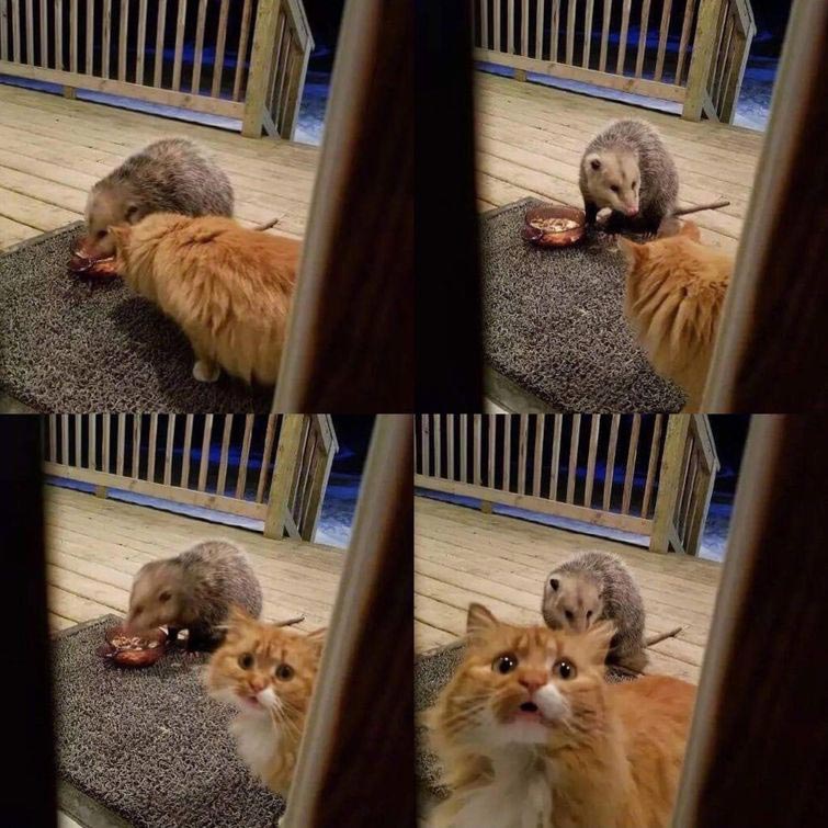 смешные животные, животные придурки, животные засранцы, смешные фото животных