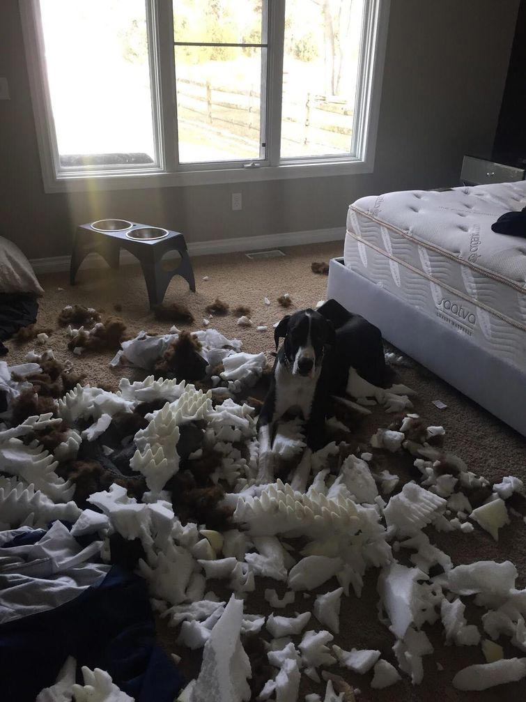 смешные животные, животные придурки, животные засранцы, смешные фото животных