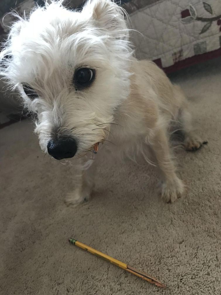 смешные животные, животные придурки, животные засранцы, смешные фото животных