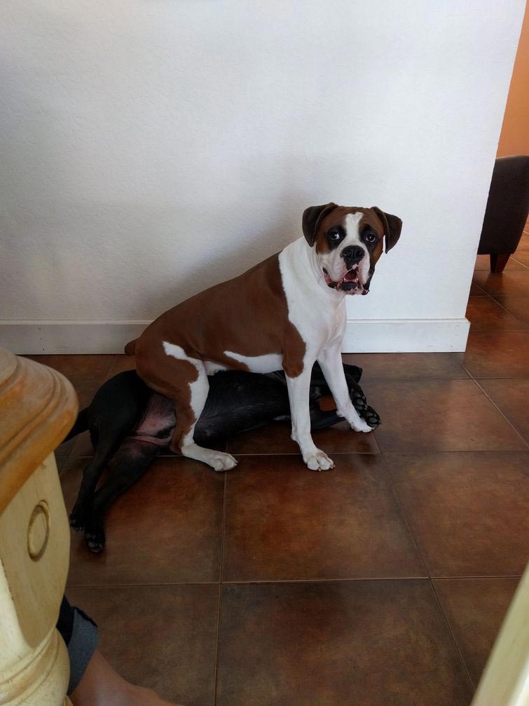 смешные животные, животные придурки, животные засранцы, смешные фото животных