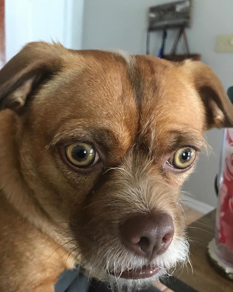 Бекон собака чьи фотографии стали вирусными,  бекон собака с невероятной мимикой