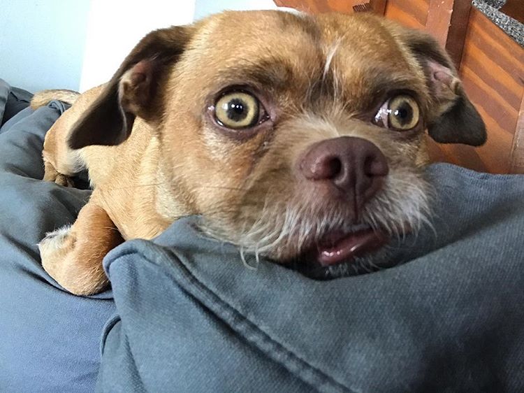 Бекон собака чьи фотографии стали вирусными,  бекон собака с невероятной мимикой