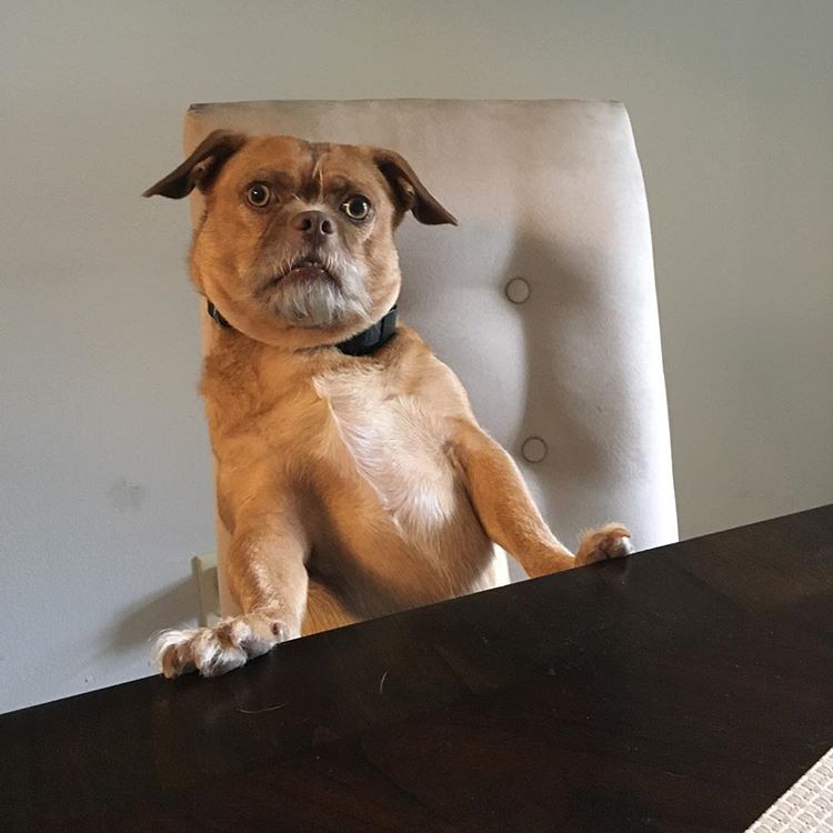 Бекон собака чьи фотографии стали вирусными,  бекон собака с невероятной мимикой