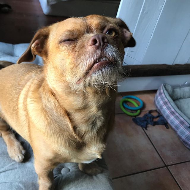 Бекон собака чьи фотографии стали вирусными,  бекон собака с невероятной мимикой