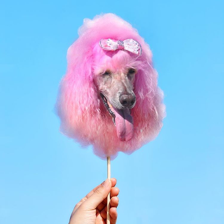 Инстаграм-аккаунт объединят еду и собак, «Dogs In Food»