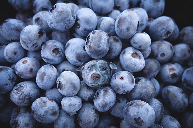 Инстаграм-аккаунт объединят еду и собак, «Dogs In Food»