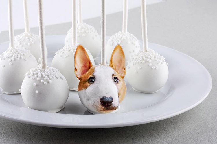 Инстаграм-аккаунт объединят еду и собак, «Dogs In Food»