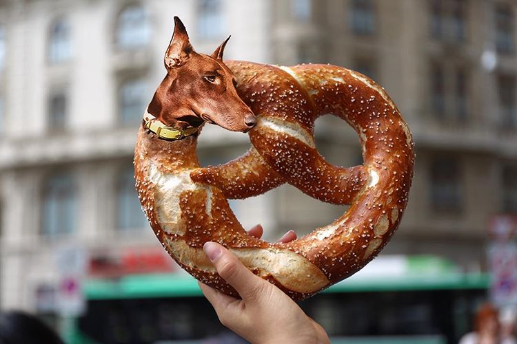 Инстаграм-аккаунт объединят еду и собак, «Dogs In Food»