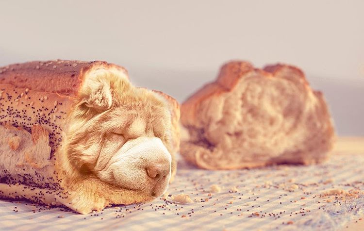 Инстаграм-аккаунт объединят еду и собак, «Dogs In Food»