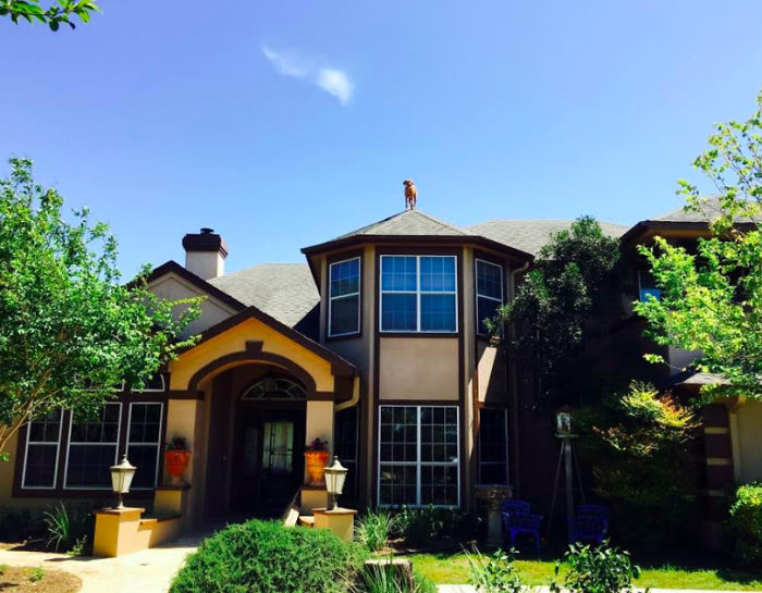 собака ждет возвращения своего хозяина домой необычным образом, собака Мюррей, Эйджей Элли, AJ Allee 