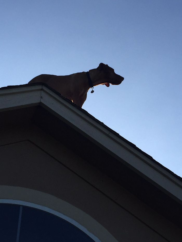 собака ждет возвращения своего хозяина домой необычным образом, собака Мюррей, Эйджей Элли, AJ Allee 