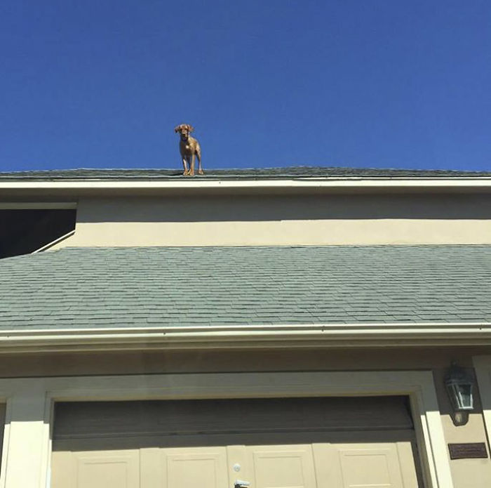 собака ждет возвращения своего хозяина домой необычным образом, собака Мюррей, Эйджей Элли, AJ Allee 