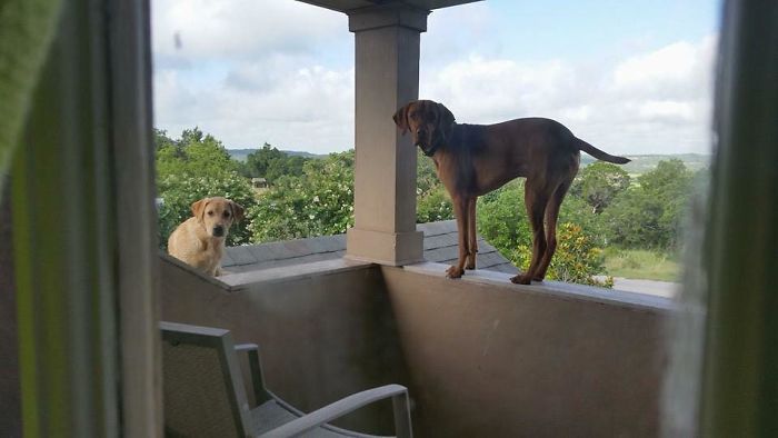 собака ждет возвращения своего хозяина домой необычным образом, собака Мюррей, Эйджей Элли, AJ Allee 