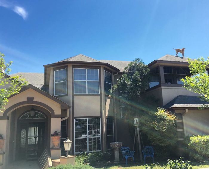 собака ждет возвращения своего хозяина домой необычным образом, собака Мюррей, Эйджей Элли, AJ Allee 