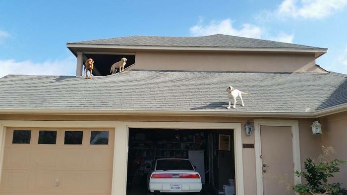 собака ждет возвращения своего хозяина домой необычным образом, собака Мюррей, Эйджей Элли, AJ Allee 