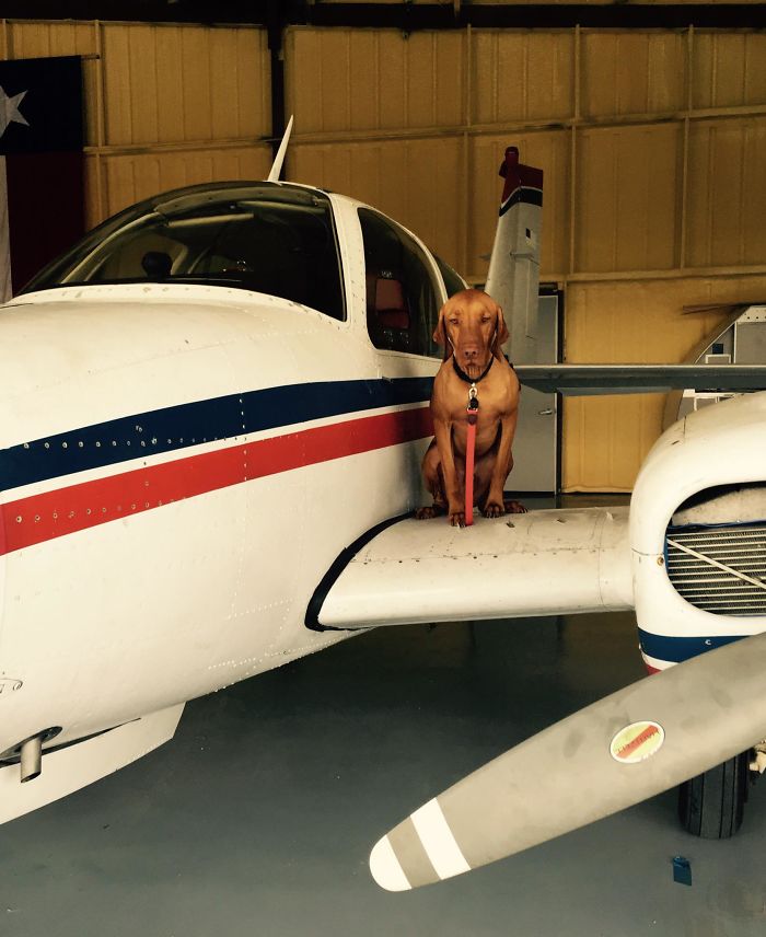 собака ждет возвращения своего хозяина домой необычным образом, собака Мюррей, Эйджей Элли, AJ Allee 