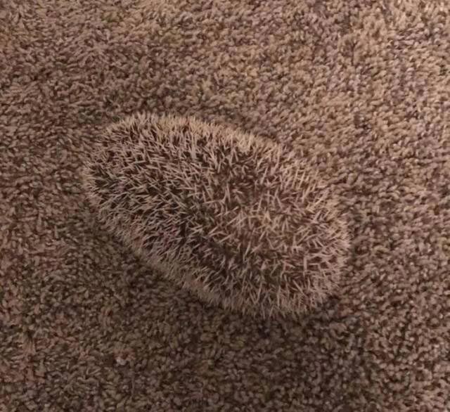 иллюзии из повседневной жизни, оптические иллюзии из повседневной жизни, неожиданные оптические иллюзии, смешные фотографии иллюзии