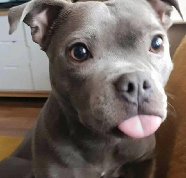 милые животные, животные не хуже чем антидепрессанты