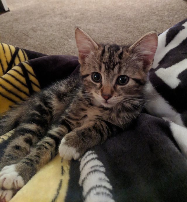 милые животные, животные не хуже чем антидепрессанты