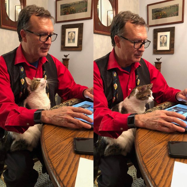 милые животные, животные не хуже чем антидепрессанты