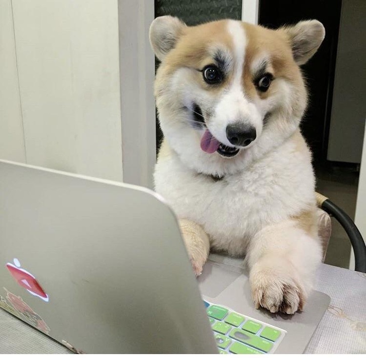 милые животные, животные не хуже чем антидепрессанты